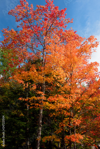 Orange maple tree at fall