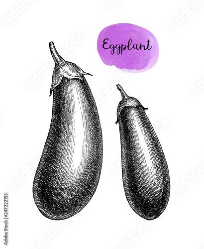Ink sketch of eggplant isolated.