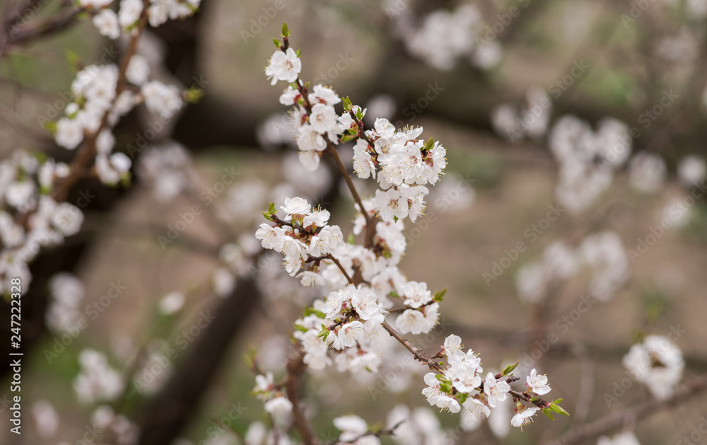 A branch of a blossoming apricot tree on a blurred natural background. Selective focus.