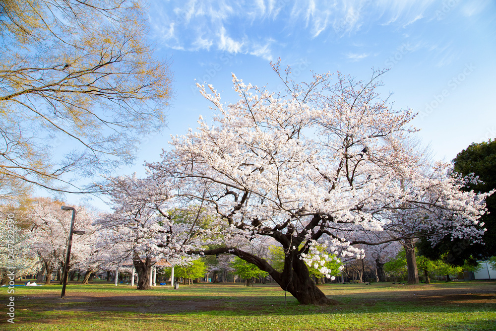 Obraz premium 桜の季節の代々木公園・中央広場