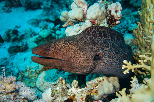 Giant moray on the reef photo