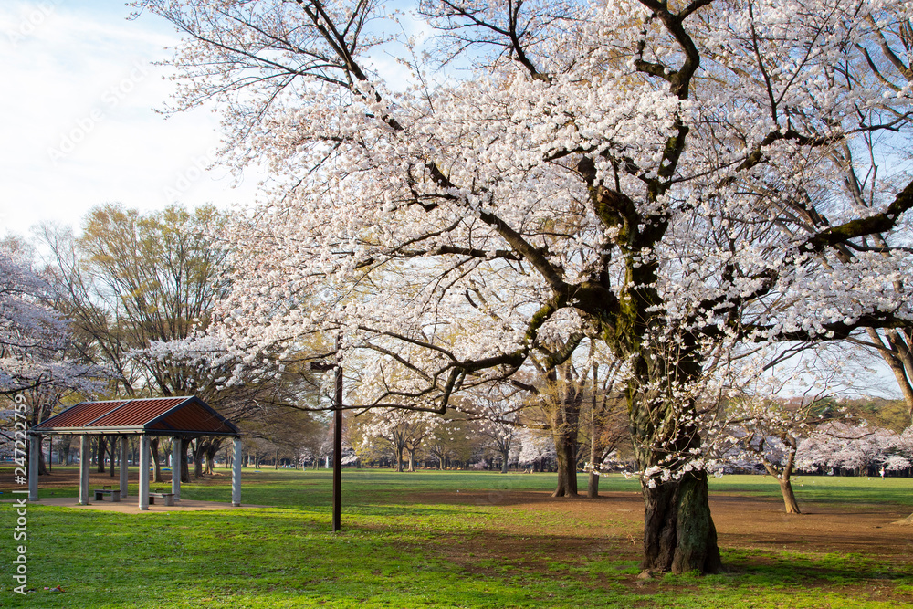 Obraz premium 桜の季節の代々木公園・中央広場