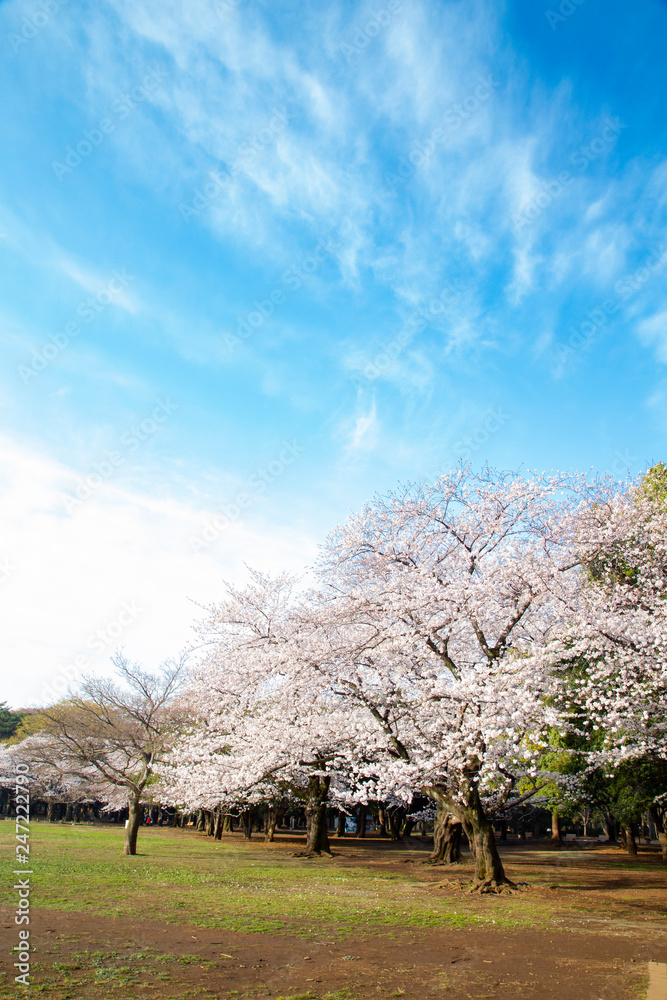 桜の季節の代々木公園・中央広場