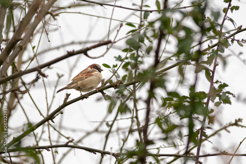 Obraz premium Sparrow on a branch
