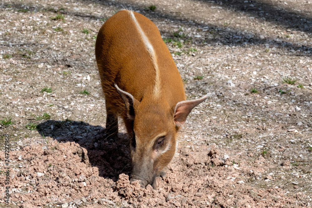 Red river hog (Potamochoerus porcus), also known as the bush pig. Red river hog (Potamochoerus porcus), also known as the bush pig.