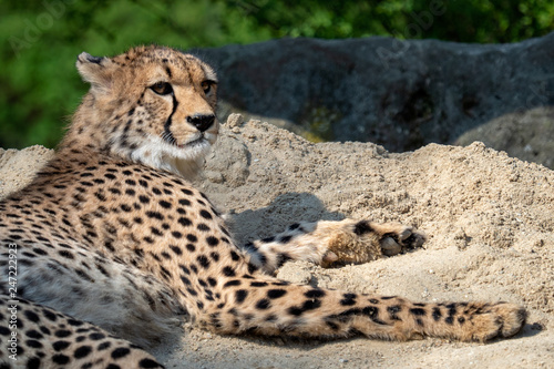 Cheetah portrait (Acinonyx jubatus) lying down in the sand