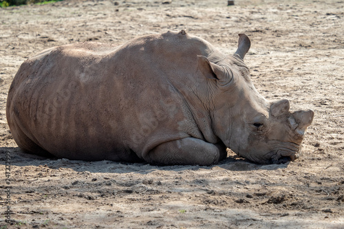 Southern White Rhinoceros lying down in the sand