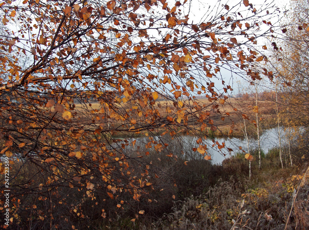 autumn tree on a background of the river. dull autumn tree on a background of the river. dull
