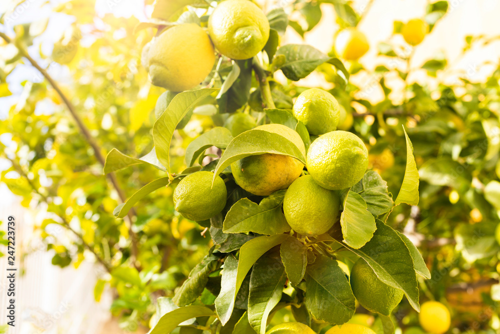 Bunch of fresh lemons on a lemon tree branch in sunny garden
