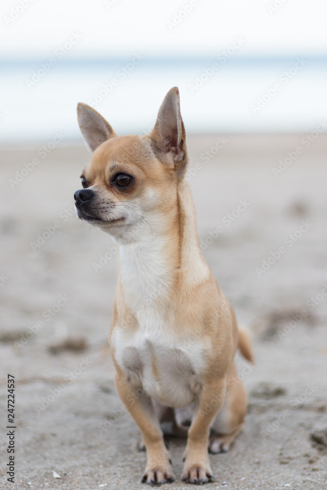 Portrait of the dog Terry. His breed is chihuahua and he loves to make people smile with his charming look. The photos are taken on one of his favorite places to run - the beach.