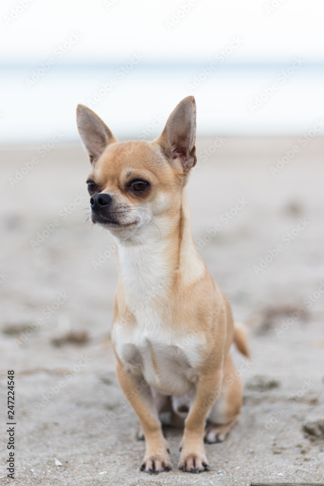 Portrait of the dog Terry. His breed is chihuahua and he loves to make people smile with his charming look. The photos are taken on one of his favorite places to run - the beach.