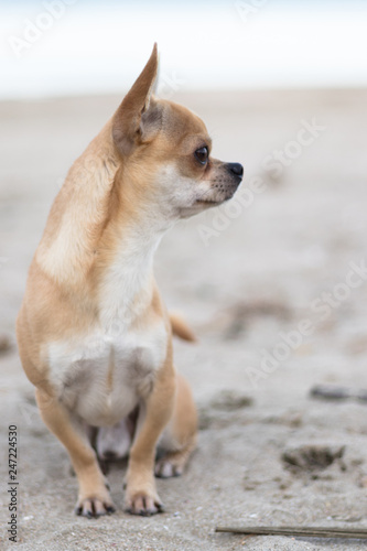 Portrait of the dog Terry. His breed is chihuahua and he loves to make people smile with his charming look. The photos are taken on one of his favorite places to run - the beach.