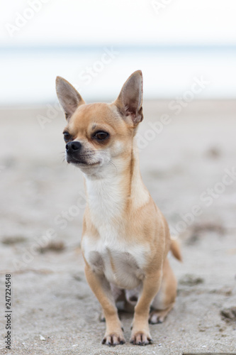 Portrait of the dog Terry. His breed is chihuahua and he loves to make people smile with his charming look. The photos are taken on one of his favorite places to run - the beach. © Hristo