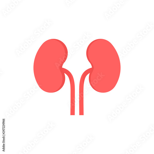 Kidney Vector Illustration isolated on white background