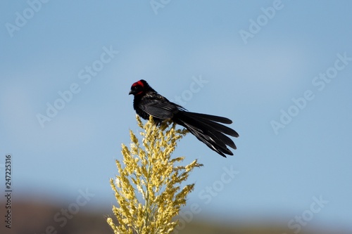 Male red-collared widowbird (Euplectes ardens)