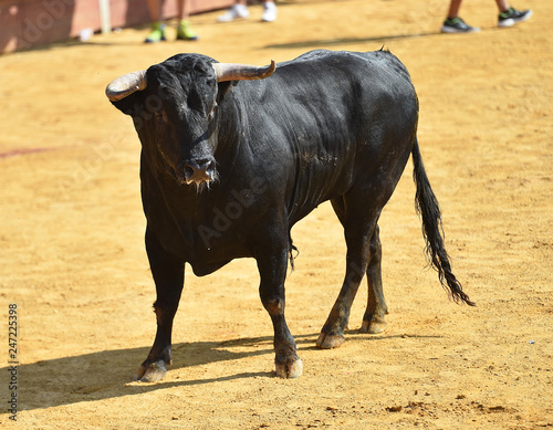 spanish bull in bullring