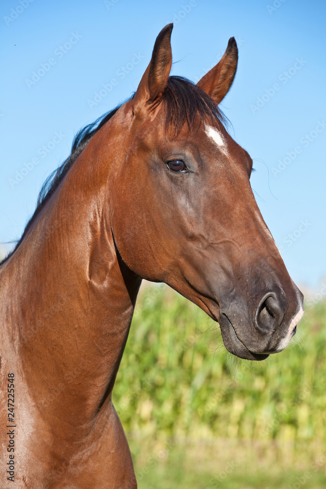 Portrait of nice brown horse