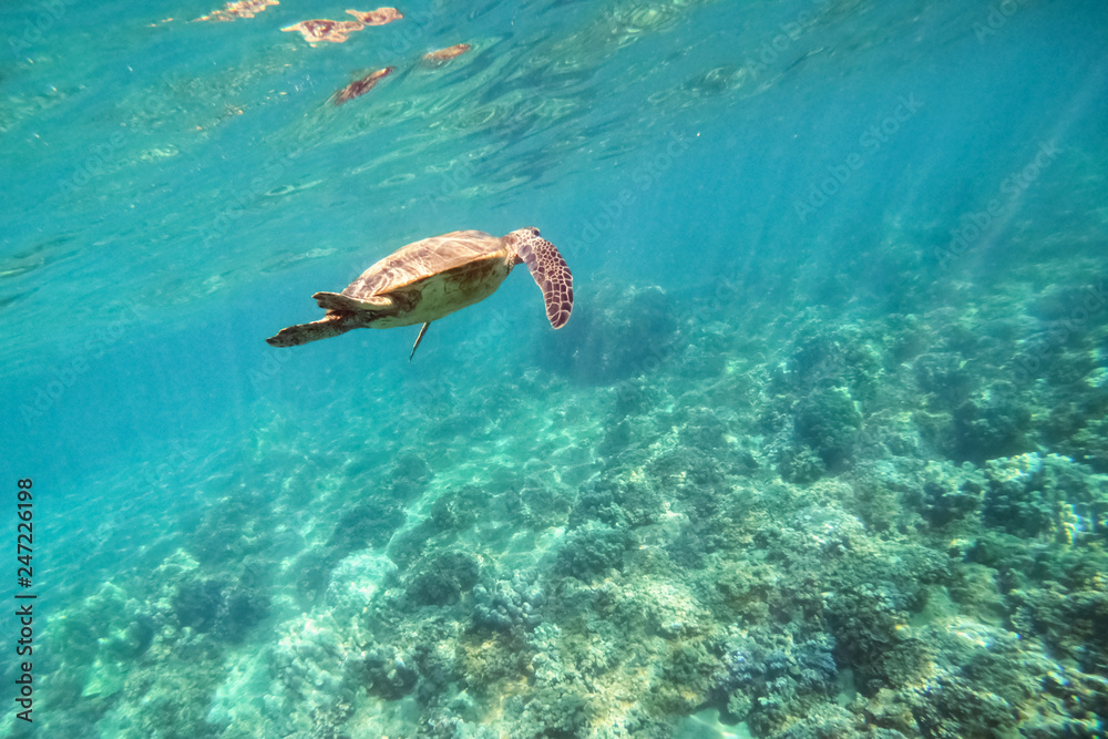 Obraz premium Green sea turtle above coral reef underwater photograph in Hawaii