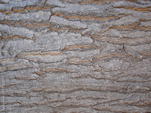 texture of natural and young bark in autumn background