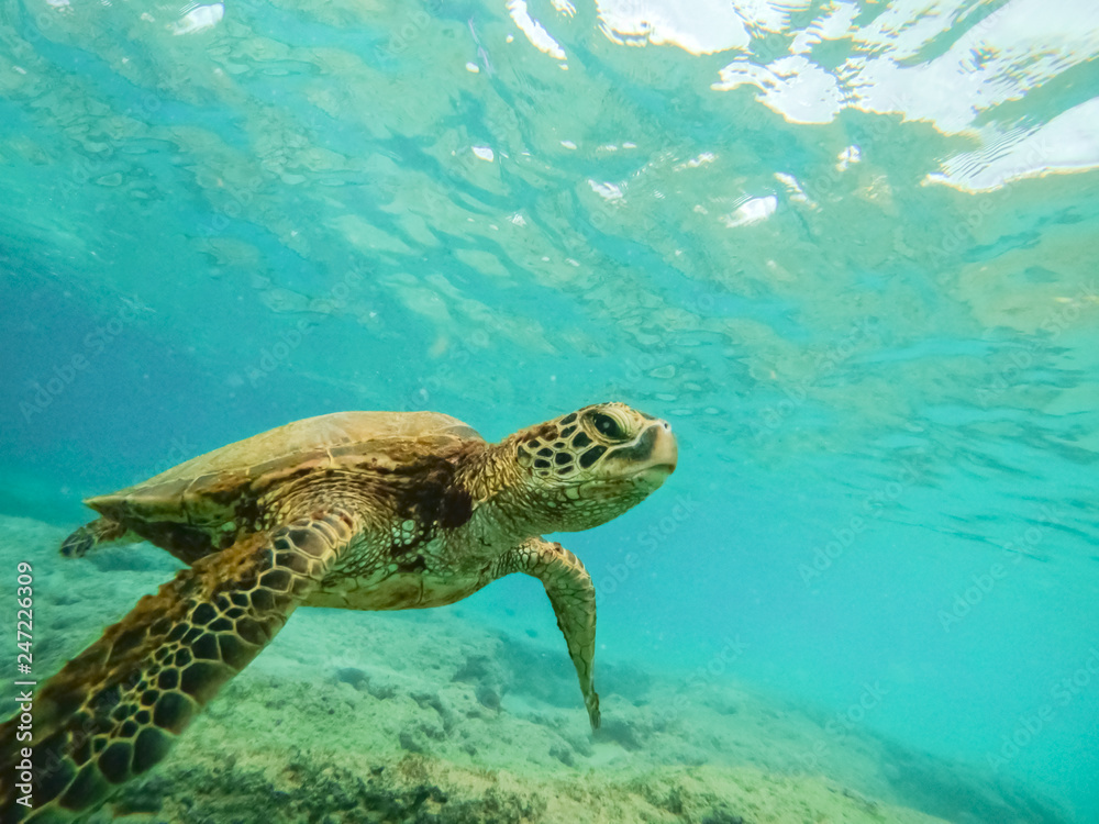 Obraz premium Green sea turtle above coral reef underwater photograph in Hawaii