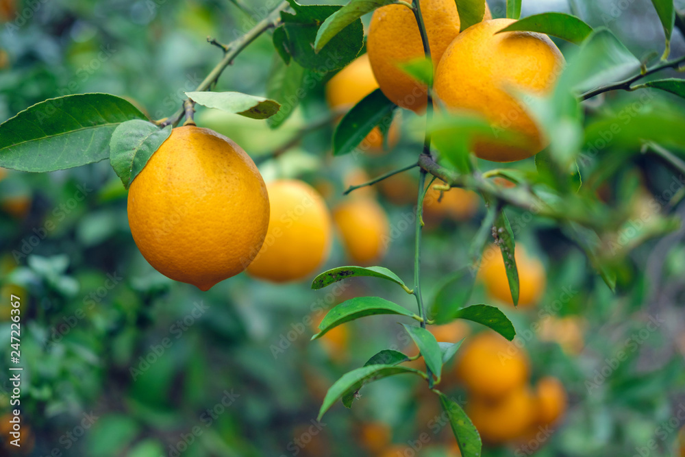 Branches of lemon tree Branches of lemon tree