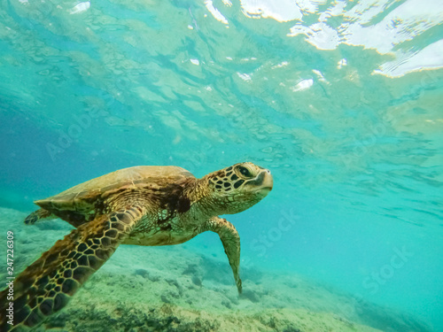 Green sea turtle above coral reef underwater photograph in Hawaii © Mariusz Blach