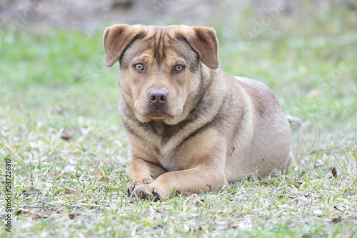 Puppy dog rest in a backyard home 