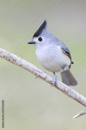 Black crested titmouse perched on a branch eating backyard outside home feeder