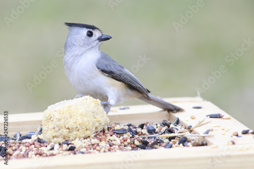 Black crested titmouse perched on a branch eating backyard outside home feeder photo