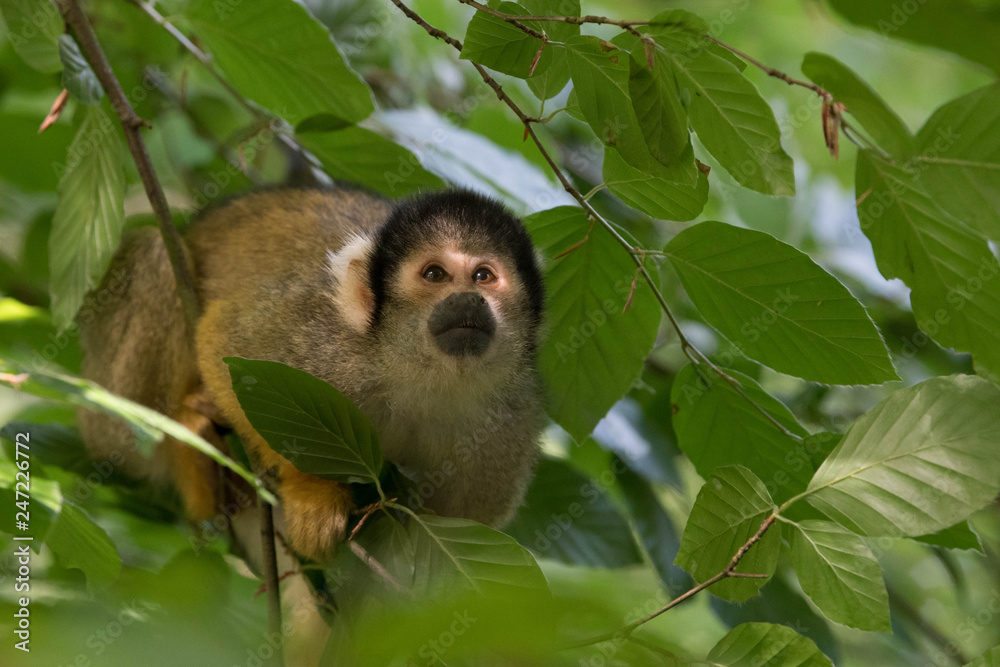 Fototapeta premium Skull Monkey or Squirrel Monkey in the green trees