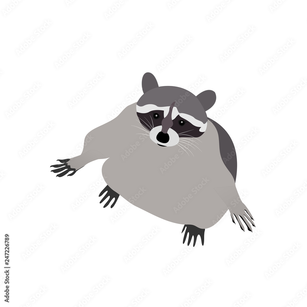 Naklejka premium Raccoon vector illustration