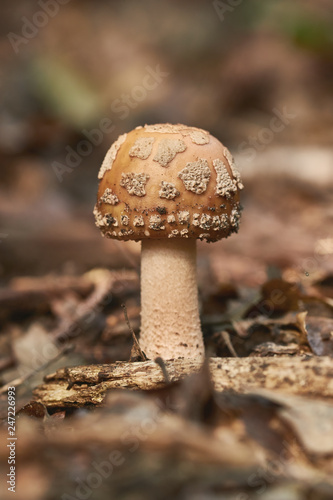 Close up of blusher mushroom on the forest