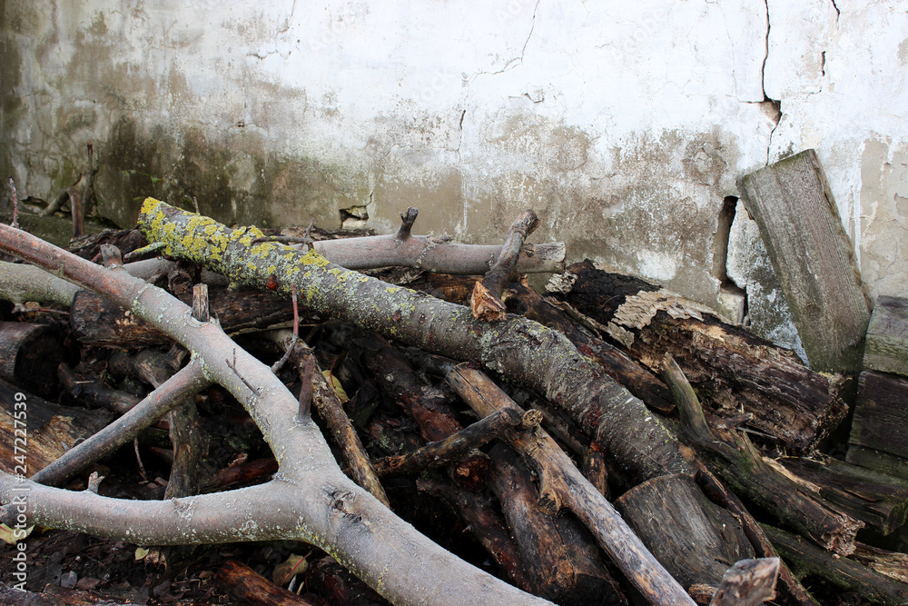 Felled branches of a tree, in a pile. Tree trunks are covered with green growths / moss. Against the background of a concrete shabby old wall with cracks. Invoice. Felled branches of a tree, in a pile. Tree trunks are covered with green growths / moss. Against the background of a concrete shabby old wall with cracks. Invoice.