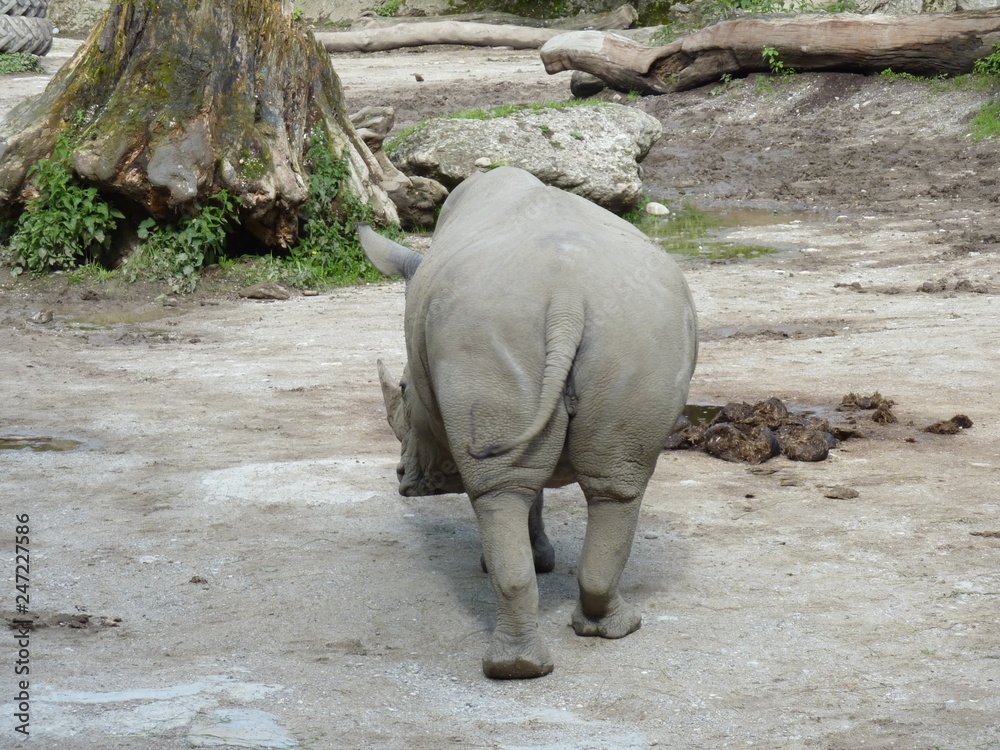 Naklejka premium Nashorn