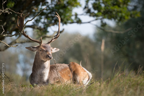 A male deer with gorgeous antlers