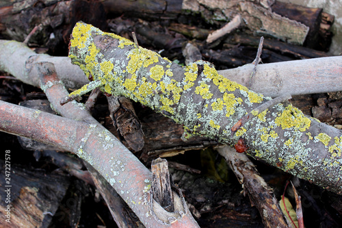 Felled branches of a tree, in a pile. Tree trunks are covered with green growths / moss. Invoice.