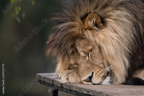 Big male lion sleeping