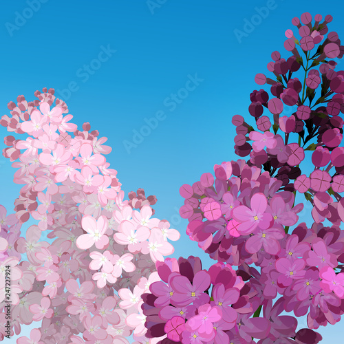 Sweet Lilac on the blue-sky background.  Two branches with summer lilac flowers.