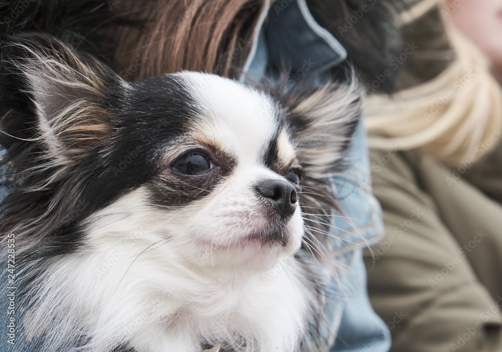 Woman with blue knitted fabric holding black chihuahua in her arms Woman with blue knitted fabric holding black chihuahua in her arms
