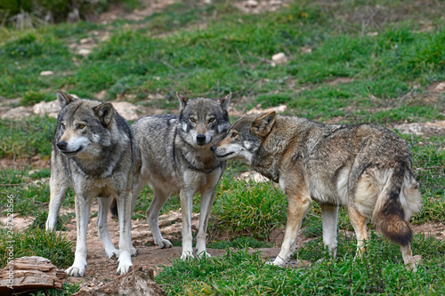Bilde på lerret Wolfsrudel (Canis lupus lupus) - gray wolf