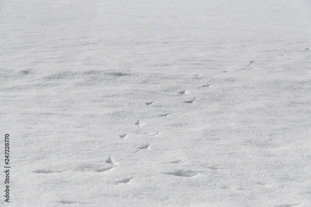 Bird footprint in the snow. Slovakia