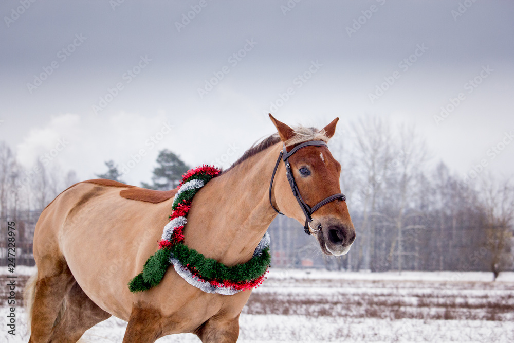 Obraz premium Cute palomino horse portrait in winter