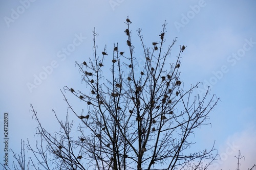 Birds in the tree during winter. Slovakia