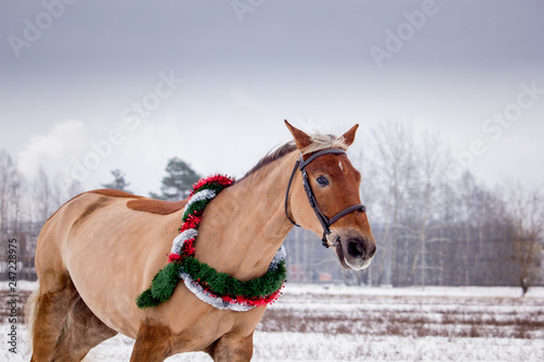 Cute palomino horse portrait in winter