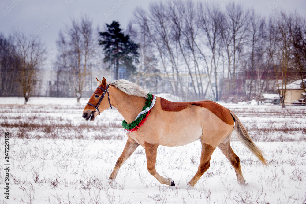 Cute palomino pony trotting in the snow Cute palomino pony trotting in the snow