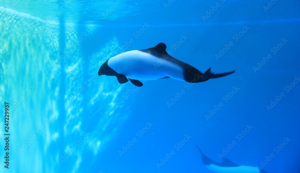 Fototapeta premium Irowa Kaleuka