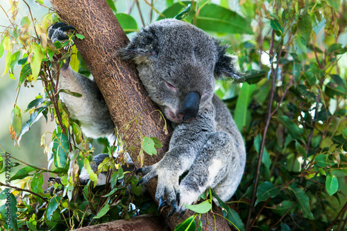 Relaxing Koala in an eucalyptus tree