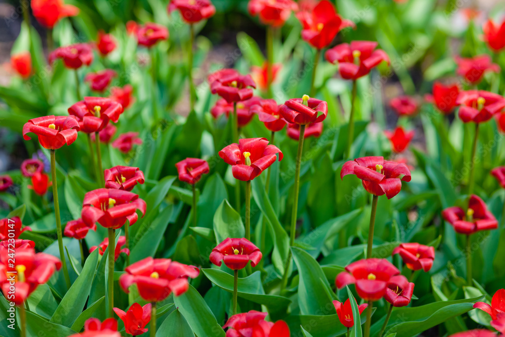 Fototapeta premium field of red tulips