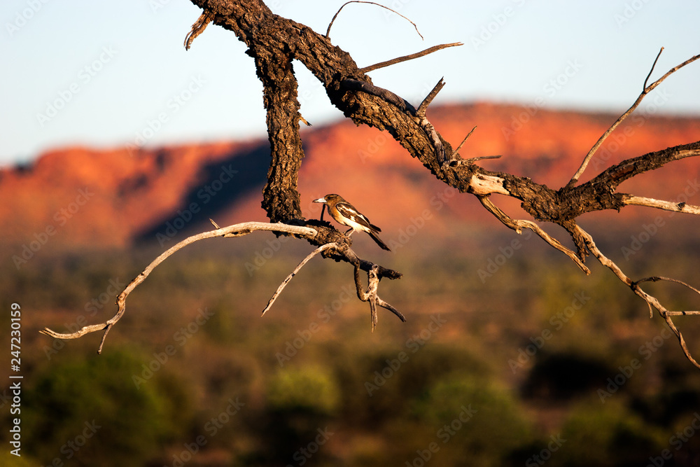 Brown bird in dry branches in front of kings canyon just before sunset, outback, australia Brown bird in dry branches in front of kings canyon just before sunset, outback, australia