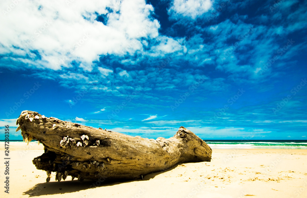Driftwood with shells at 75 miles beach, fraser island, australia Driftwood with shells at 75 miles beach, fraser island, australia